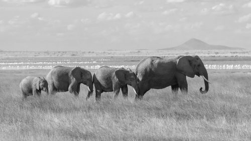 Wildlife trafficking as the world votes for international&nbsp;protection